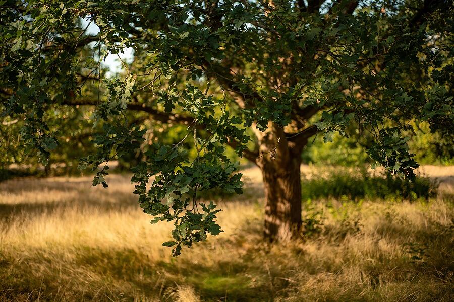 An oak standing in dry autumn grass at the edge of woods