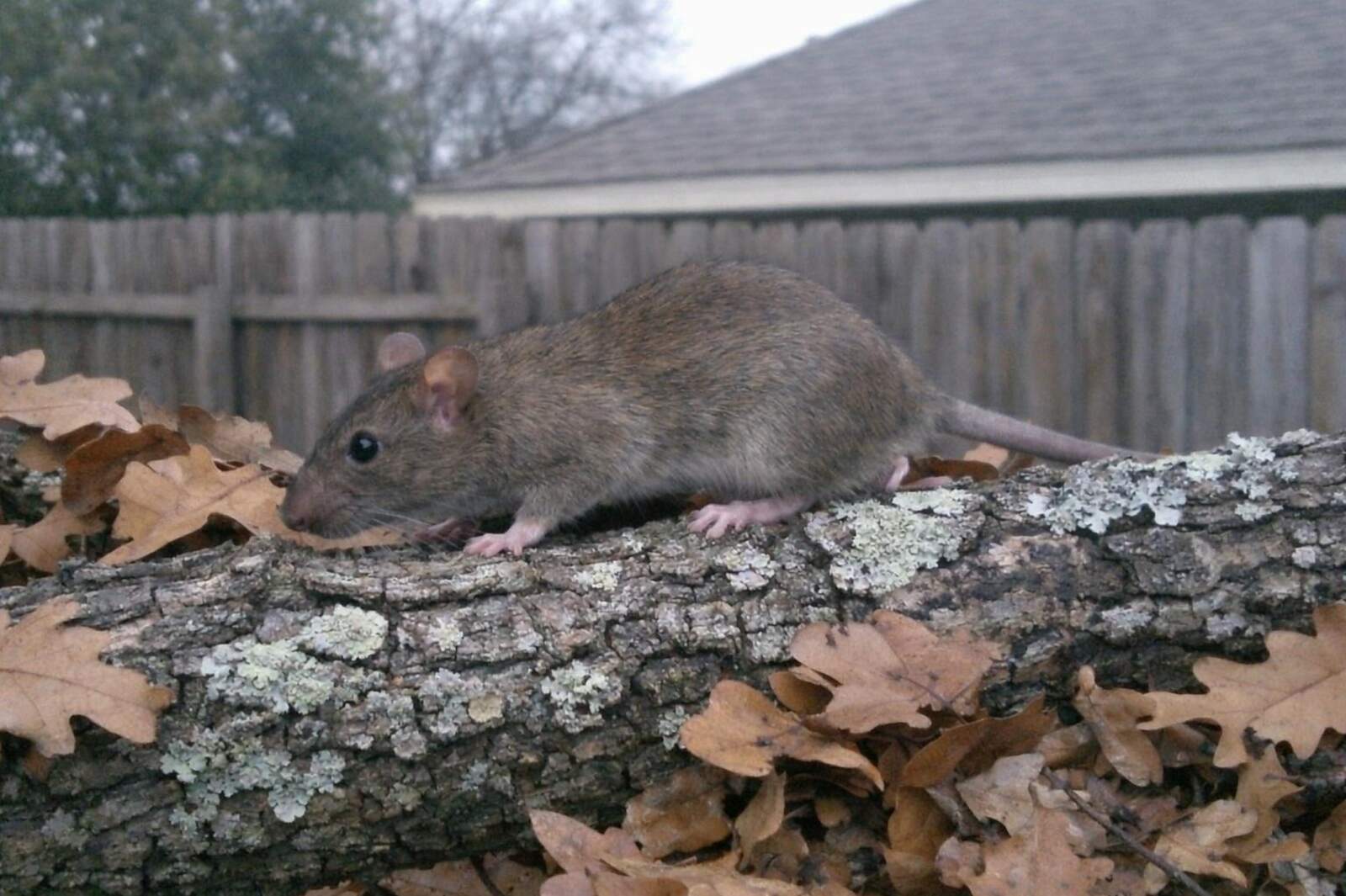 A rat climbing along a leafy branch